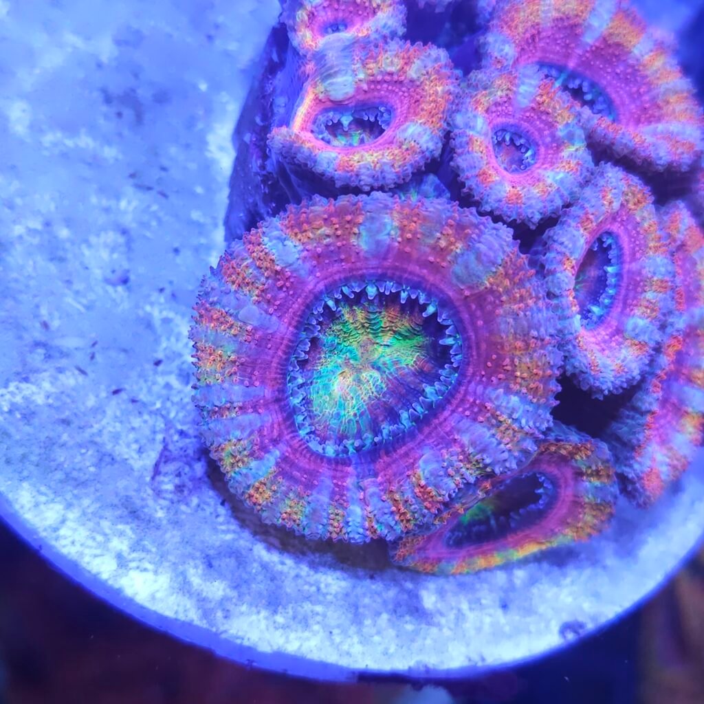 Single Head Pink Rainbow Acan Frag – Free Shipping!