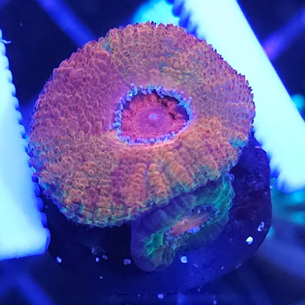 Jawbreaker Acan Frag – Free Shipping!