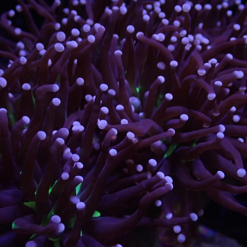 Single Head Atomic Joker Torch – Free Shipping!