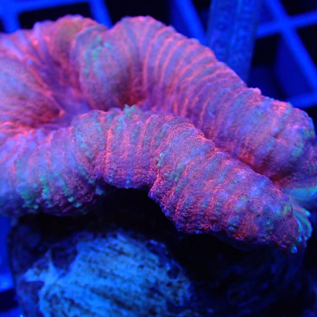 Red Lobo Coral - Shipping Included