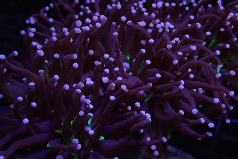 FREE GIVEAWAY- SINGLE HEAD ATOMIC JOKER!